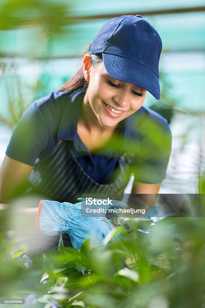 female gardener working in greenhouse smiling female gardener working in greenhouse Adult Stock Photo