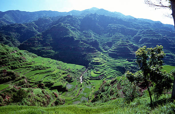 The Philippines, Ifugao, the Banaue Rice Terraces.