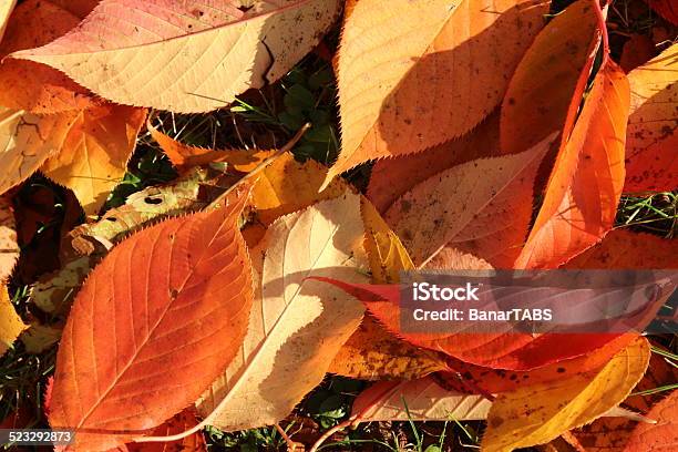 Colored Leaves During Autumn Stock Photo - Download Image Now - Autumn, Awe, Branch - Plant Part