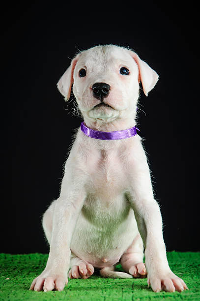Dogo Argentino puppy Puppy of Dogo Argentino breed dogo argentino stock pictures, royalty-free photos & images