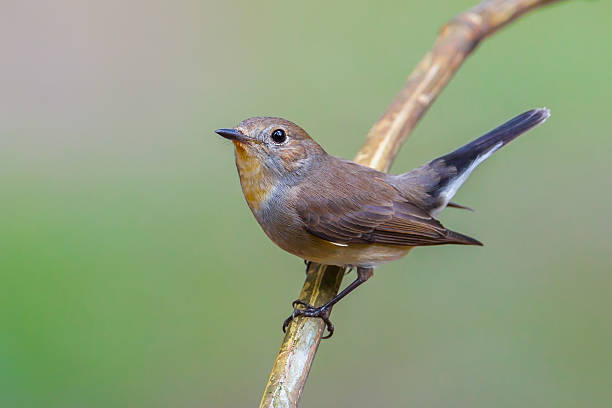istock Close up of Red-throated Flycatcher 523293821