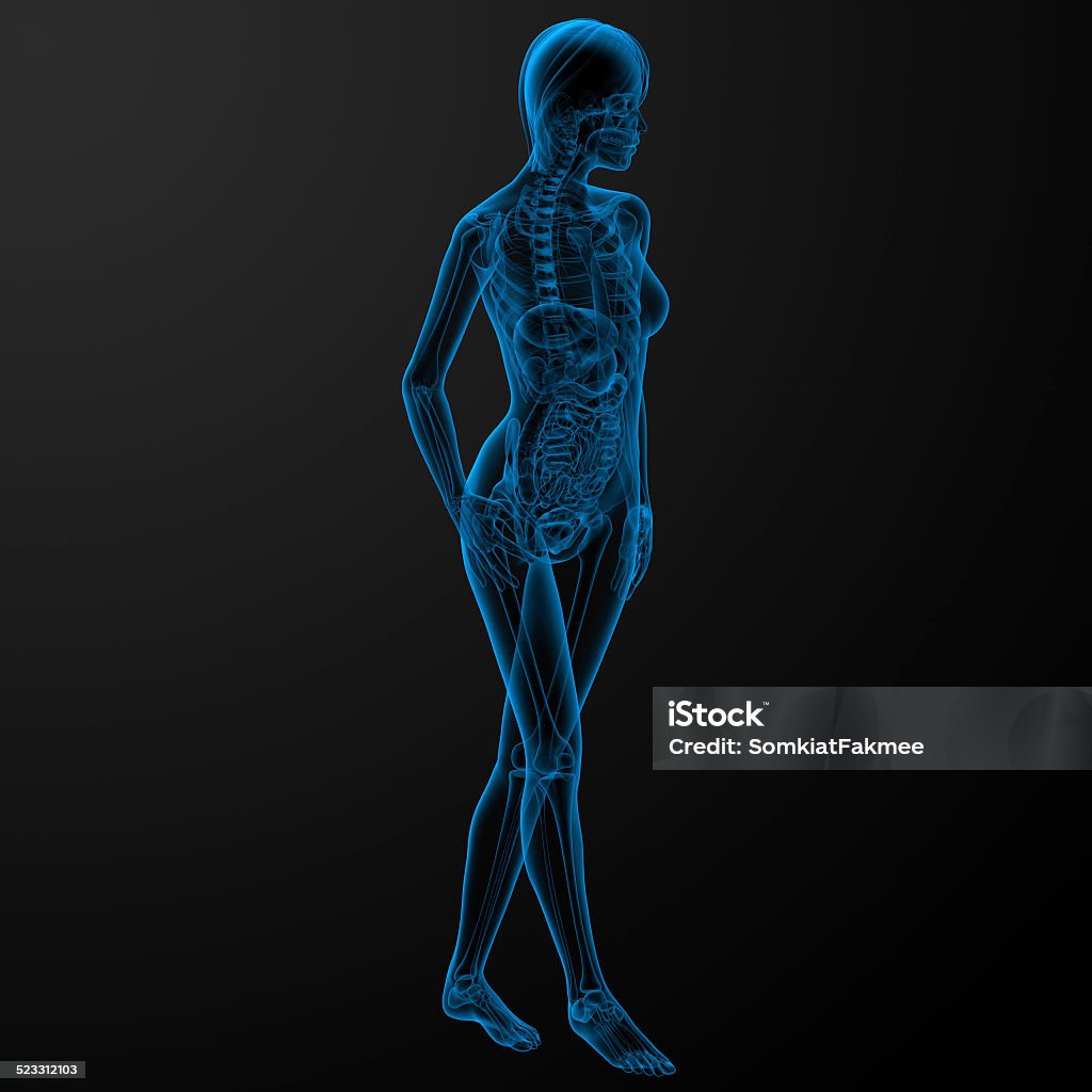 3d render Human anatomy 3d render Human anatomy - side view Abdomen Stock Photo