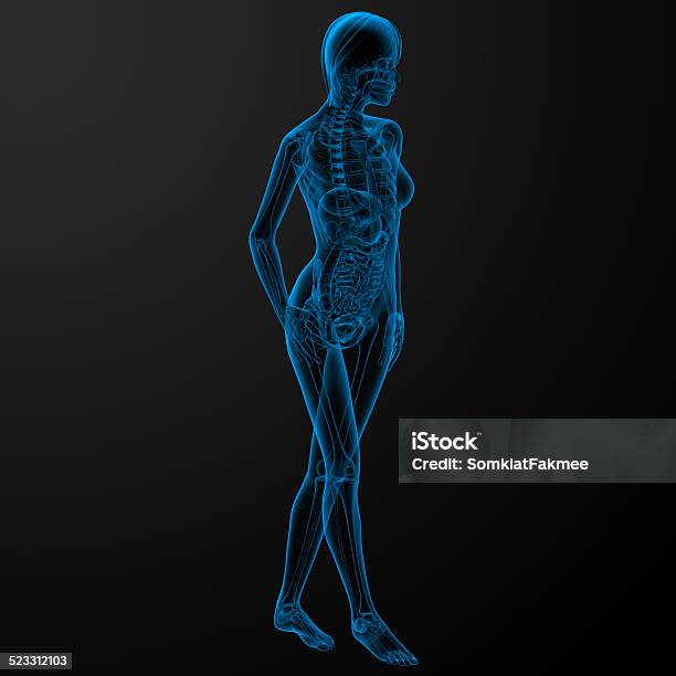 3d Render Human Anatomy Stock Photo - Download Image Now - Abdomen, Anatomy, Biology