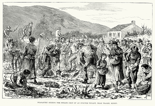 Vintage engraving of peasantry seizing the potato crop of an evicted tenant, near Tralee, Kerry, in Ireland during the Plan of Campaign of 1886, part of the Land War. The Land War in Irish history was a period of agrarian agitation in rural Ireland in the 1870s, 1880s and 1890s. The agitation was led by the Irish National Land League and was dedicated to bettering the position of tenant farmers and ultimately to a redistribution of land to tenants from landlords. While there were many violent incidents and some deaths in this campaign, it was not actually a war, but rather a prolonged period of civil unrest. London Illustrated News, 1886