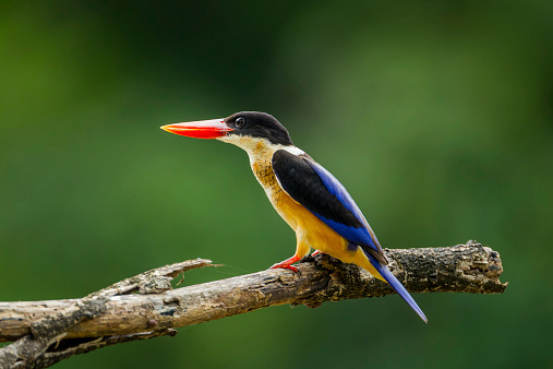 Side portrait of Black-capped Kingfisher (Halcyon pileata) in nature of Thailand