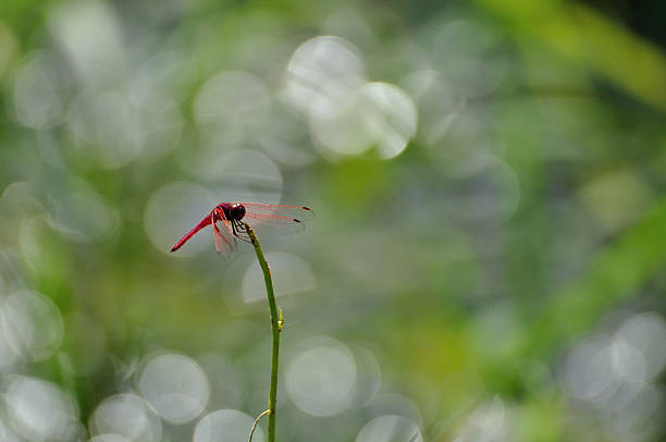 Red dragonfly grabs on the grass. Red dragonfly grabs on the grass. calopteryx syriaca stock pictures, royalty-free photos & images