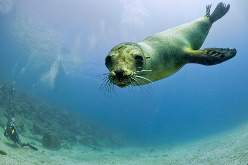 Puppy sea lion underwater looking at you