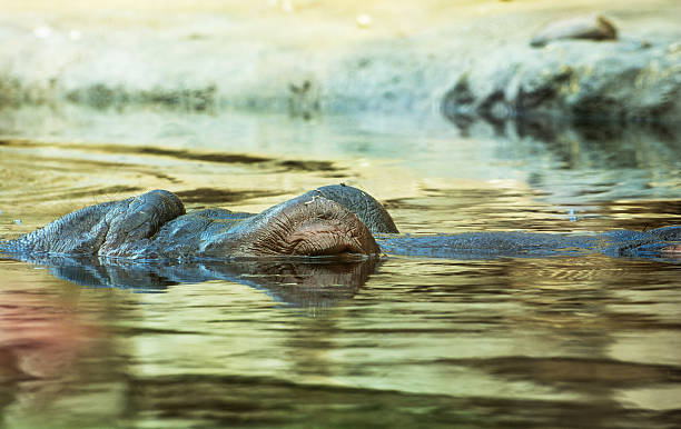 istock Hippopotamus resting in the water 523315163