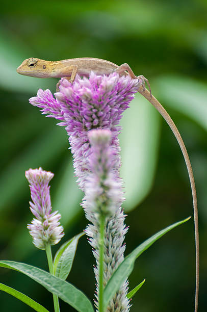 istock Little yellow lizard on pink Celosia argentea flower. 523315257