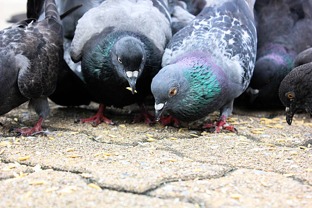 istock masses doves eat food bird seed 523315329