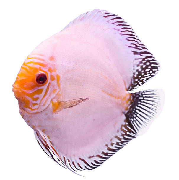 Solid Blue Fish Solid Blue Fish symphysodon aequifasciatus stock pictures, royalty-free photos & images