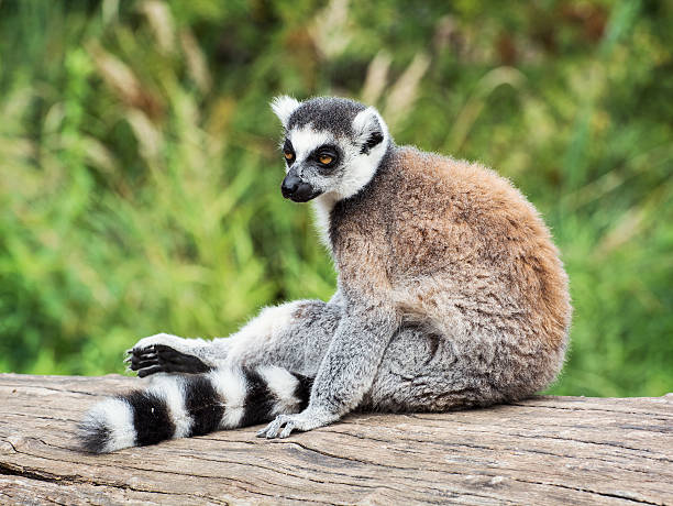 istock Ring-tailed lemur sitting on the tree stump 523316115