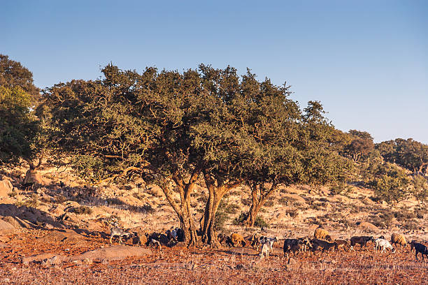 istock Landscape of Morocco 523316253