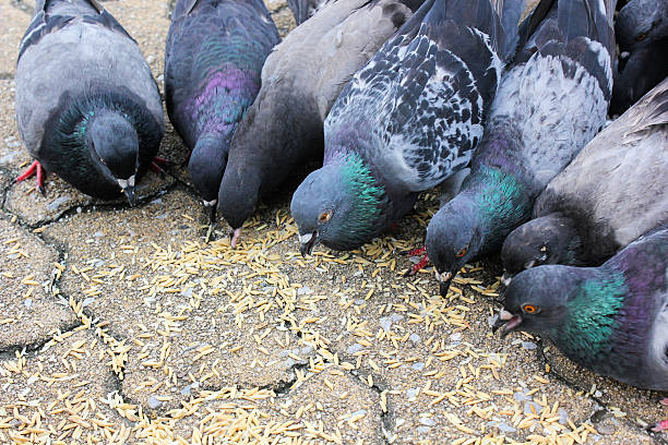 istock masses doves eat food bird seed 523316323