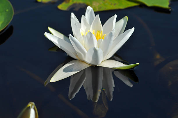istock Water lily in the Danube delta 523316909