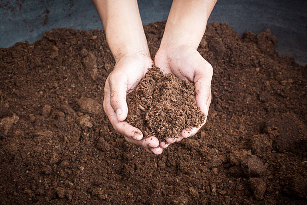 istock peat moss soil on hand woman 523316967