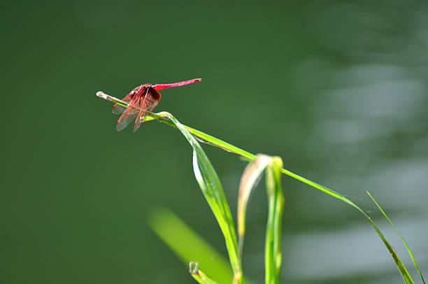 Red dragonfly grabs on the grass. Red dragonfly grabs on the grass. calopteryx syriaca stock pictures, royalty-free photos & images