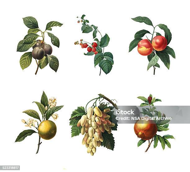Conjunto De Varias Frutasantigüedades Ilustración Botánicos Foto de stock y más banco de imágenes de Ilustración