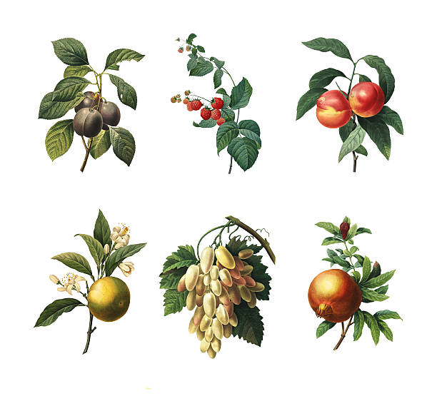 Set of various fruits | Antique Botanical Illustration Set of 19th century illustrations of Royal plum, Raspberry, Peaches, Orange fruit, White grape and Pomegranate. Engraving by Pierre-Joseph Redoute. Published in Choix Des Plus Belles Fleurs, Paris (1827). Grape Plant stock pictures, royalty-free photos & images