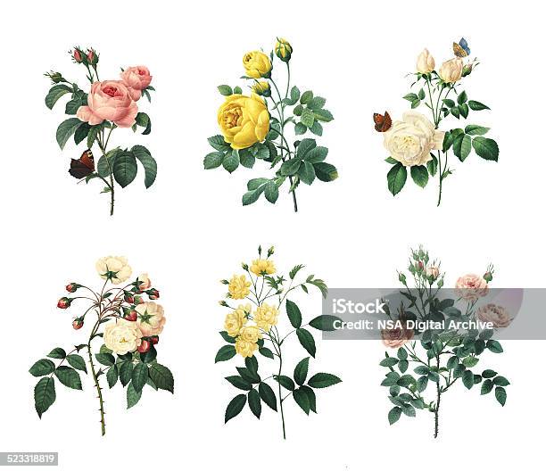 のさまざまなバラの花のイラストアンティーク - 花のストックフォトや画像を多数ご用意 - 花, イラストレーション, 植物 バラ