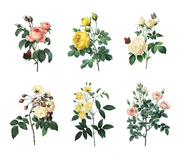 Set of 19th century illustrations of Rosa centifolia, Yellow rose, Tea rose, Rose Adelaide d'Orleans, Rose Of Bancks, Pompon rose. Engraved by Pierre-Joseph Redoute (1759 - 1840), nicknamed "The Raphael of flowers" and an official court artist of Queen Marie Antoinette of France.