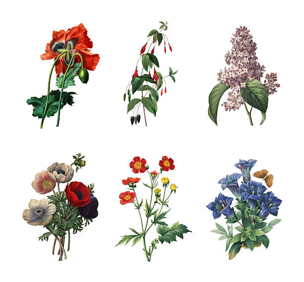 set of various flowers | antique flower illustrations - 復古風格 插圖 個照片及圖片檔