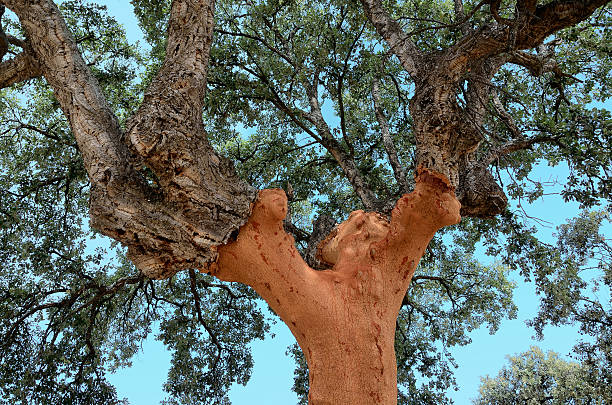 cork  tree - mantar ağacı stok fotoğraflar ve resimler