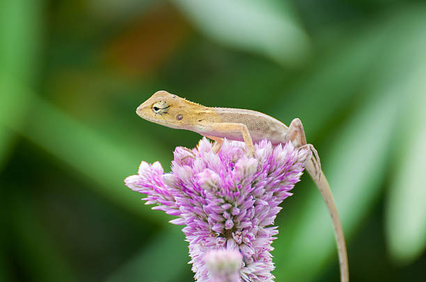 istock Little yellow lizard on pink Celosia argentea flower. 523319421