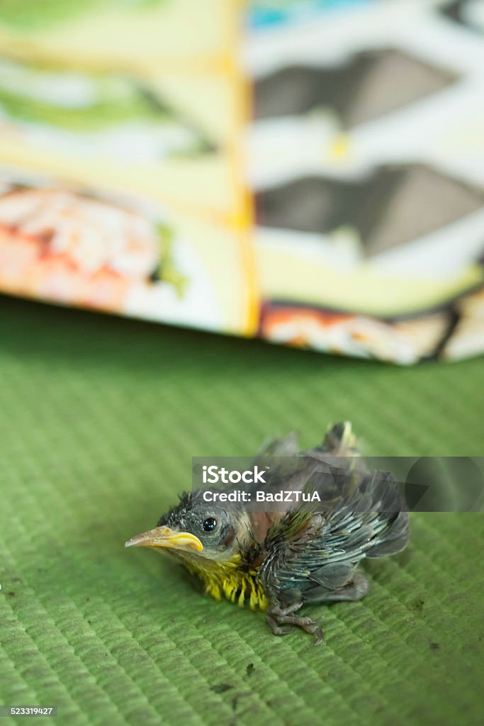 Squab of olive-backed sunbird falling from the nest. A squab of olive-backed sunbird falling from the nest. Animal Stock Photo