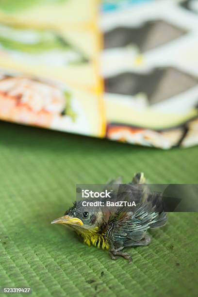 Squab Of Olivebacked Sunbird Falling From The Nest Stock Photo - Download Image Now