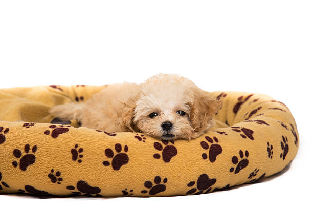 istock Cute and curious poodle puppy resting on her bed 523354195
