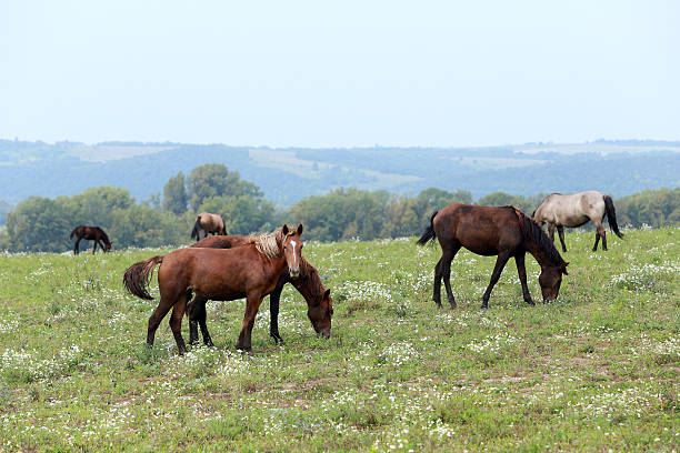 istock horse on pasture 523354339