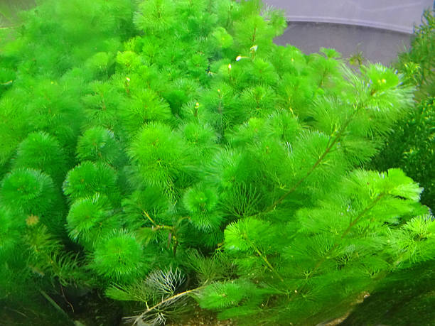 feathery green freshwater aquarium plant / pondweed, carolina fanwort (cabomba), fish-tank - vissenkom fotos stockfoto's en -beelden