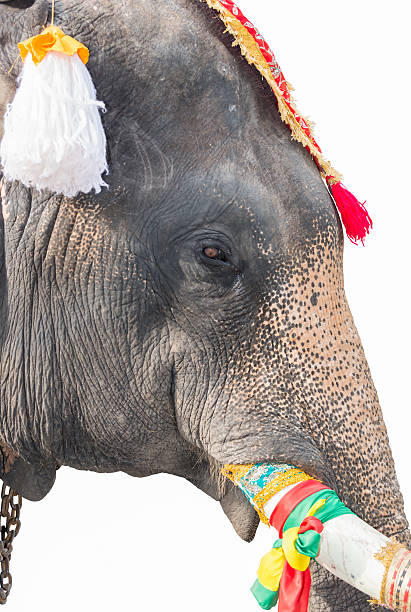 istock head of elephant on white background 523355023