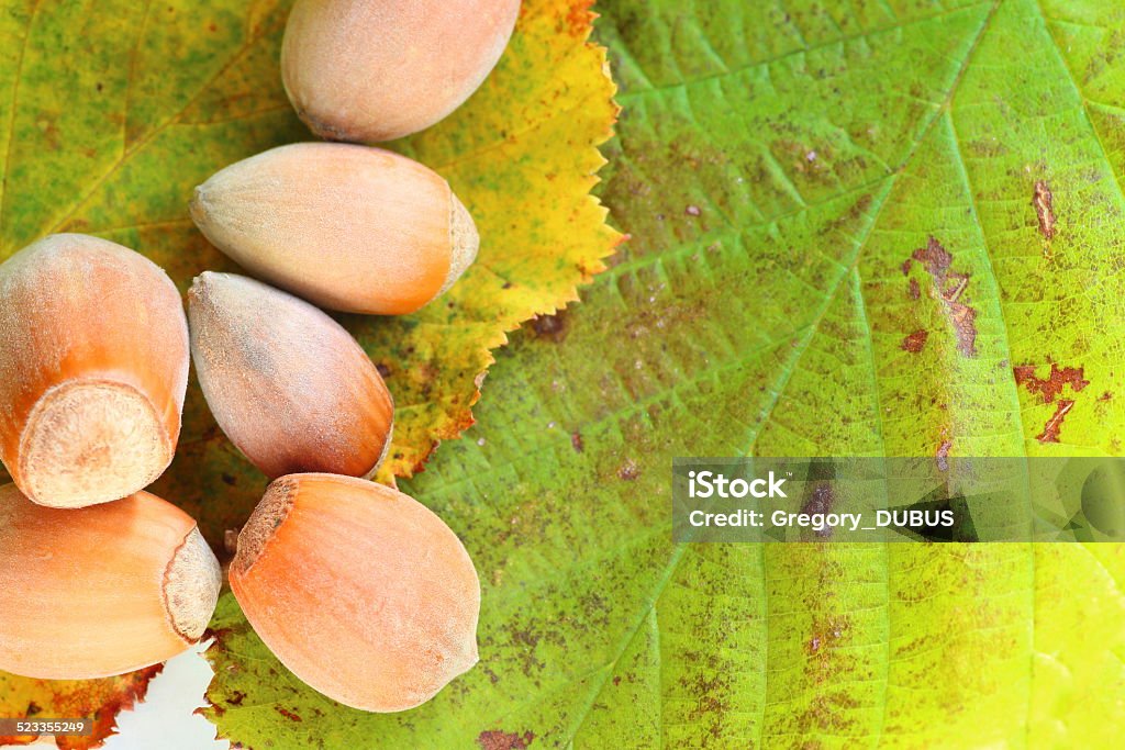 Hazelnut on leaf Raw and dried hazelnut (from Corylus avellana wild tree) freshly fallen on ground leaf. Selective focus with leaf vein. Almond Stock Photo