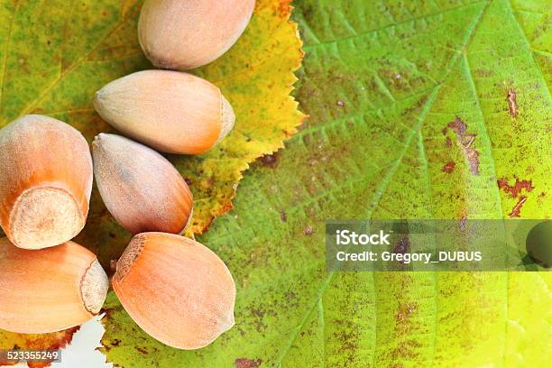 Hazelnut On Leaf Stock Photo - Download Image Now - Almond, Autumn, Backgrounds