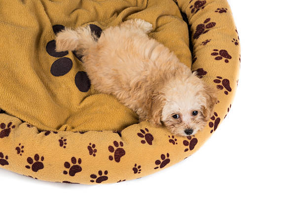 istock Cute and curious poodle puppy looking up 523356333