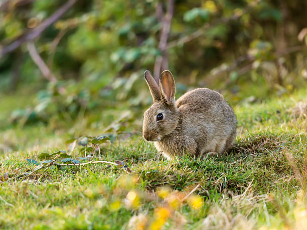 istock Beautiful Wild rabbit (Leporidae Leveret) sitting comfortably 523356419