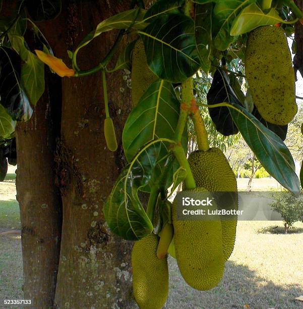 Jaca Foto de stock y más banco de imágenes de Aire libre - Aire libre, Clima tropical, Educacion fisica