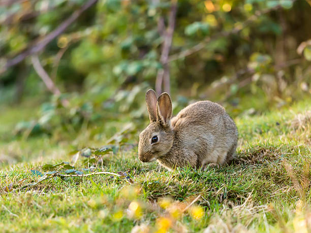 istock Beautiful Wild Rabbit (Leporidae Leveret) sitting comfortably 523357147