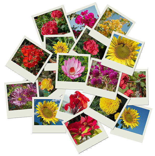 istock Flowers photo shots collage background 523357381
