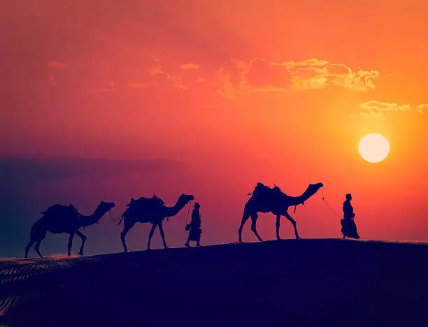 Vintage retro effect filtered hipster style image of  Rajasthan travel - two indian cameleers camel drivers with camels silhouettes in dunes of Thar desert on sunset. Jaisalmer, Rajasthan, India