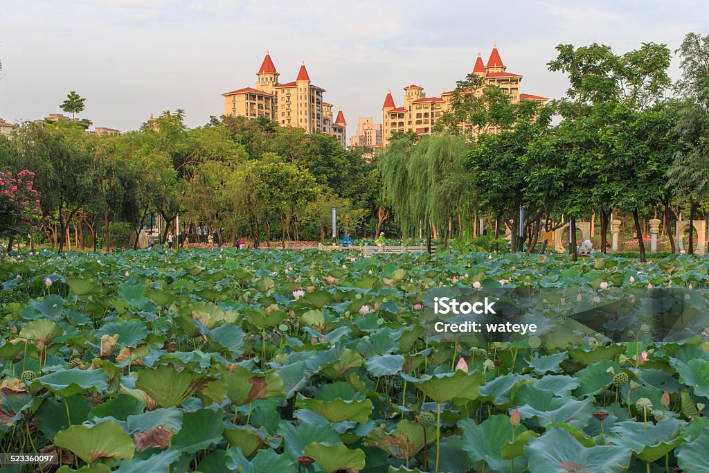 Lotus park water lily : Beauty In Nature Stock Photo