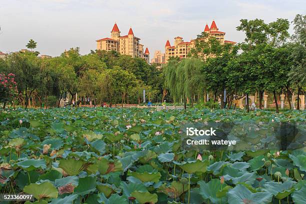 Lotus Park Stock Photo - Download Image Now - Beauty In Nature, Built Structure, Formal Garden