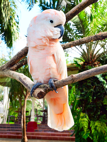 Pink Cockatoo, Mollucan Cockatoo (Cacatua moluccensis), sitting on a branch.