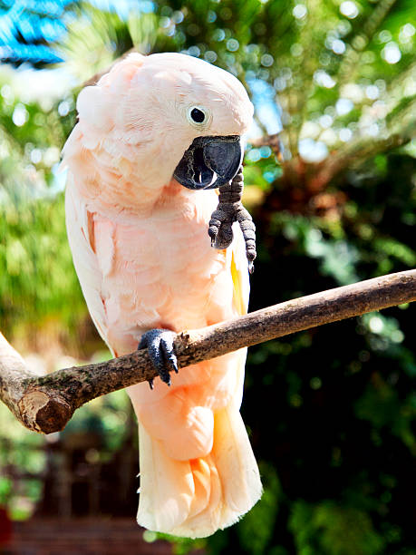 istock Cockatoo parrot sitting on a branch 523360179