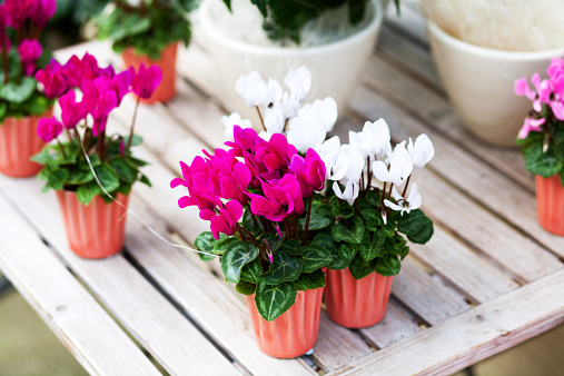 Purple and white cyclamen flowers on wooden table