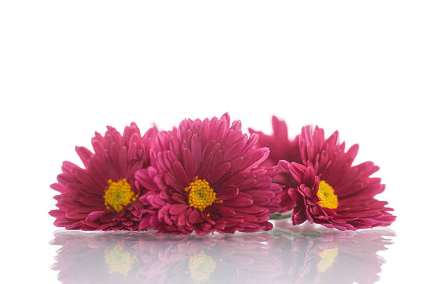 bouquet of red chrysanthemums bouquet of red chrysanthemums on a white background mothers day horizontal close up flower head stock pictures, royalty-free photos & images