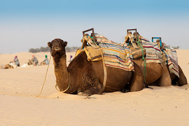 istock Camel in the Sahara desert 523375734