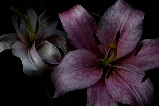 istock pink and white ribbon efect lilies 523375756